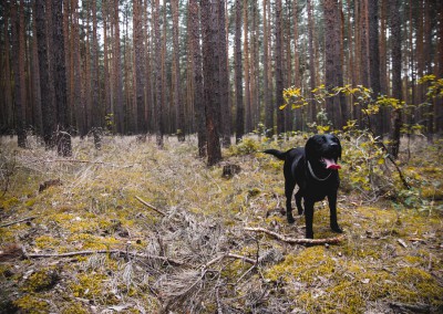 Mantrailing / Fährtenarbeit