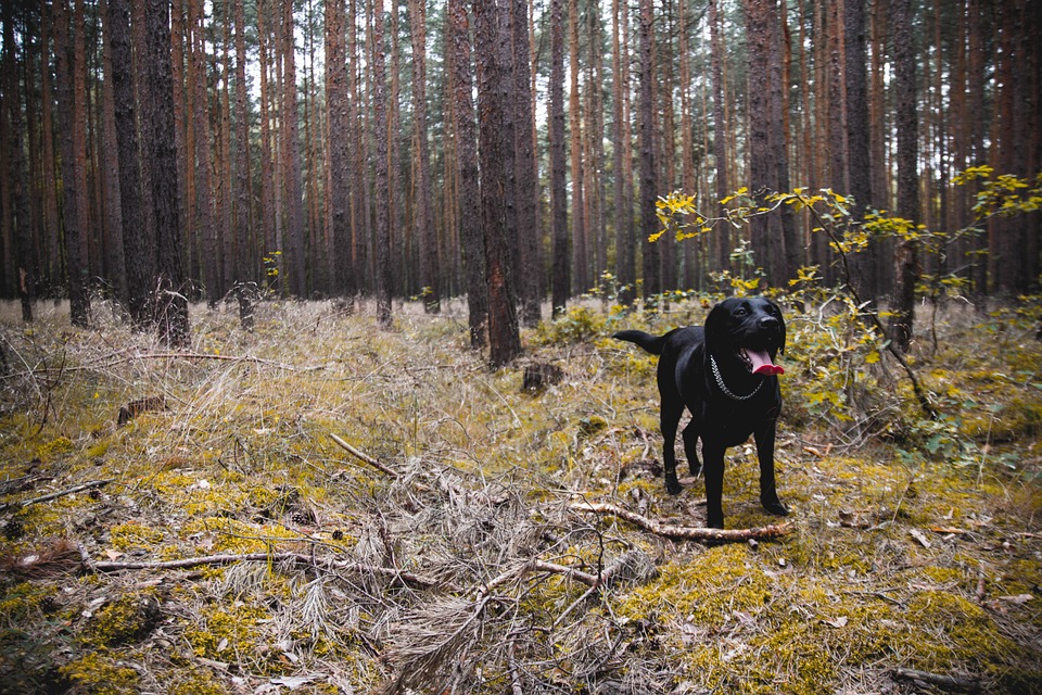 Mantrailing / Fährtenarbeit