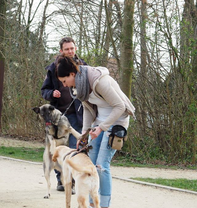 Hundebegegnungen meistern