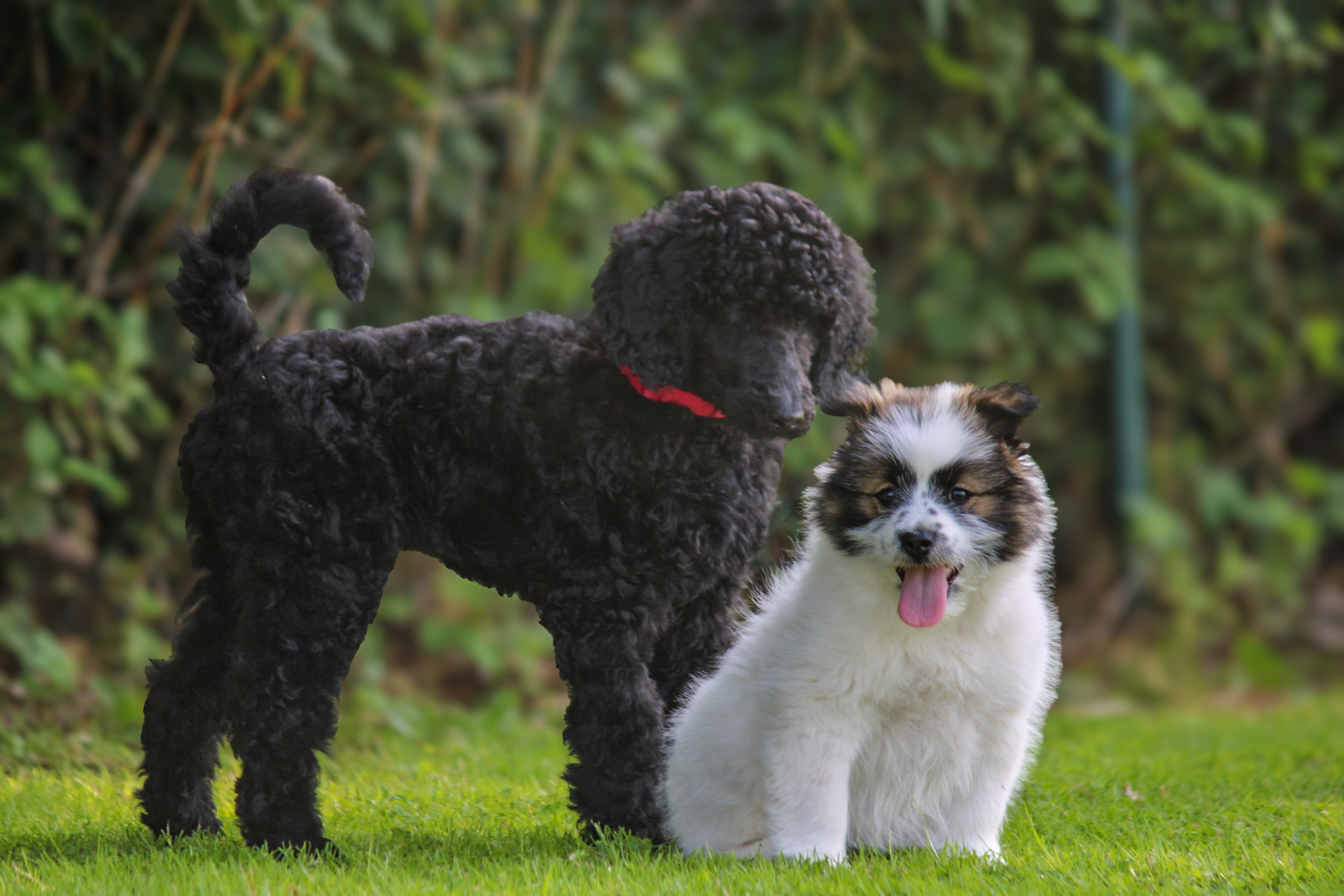 campus4dogs - die hundeschule bad laer (66)