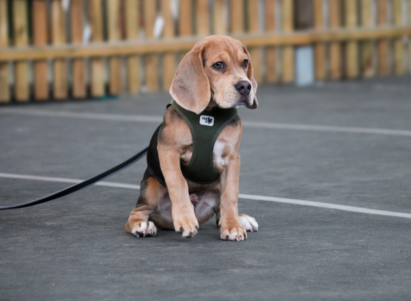 campus4dogs - die hundeschule bad laer (74)