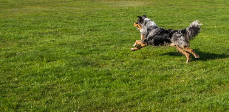 RückrufTraining Campus4Dogs