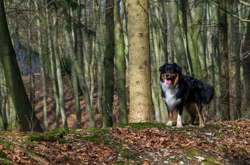 Rückruf-Training ab 26. Februar2019