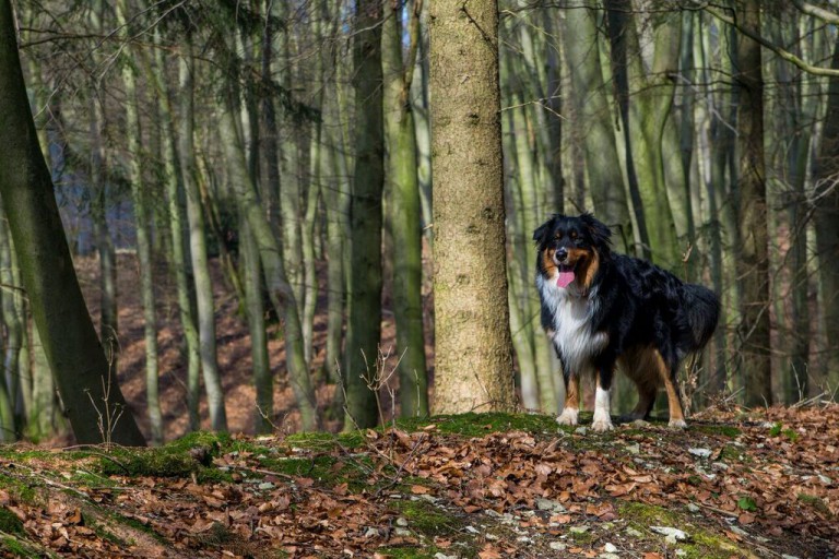 RückrufTraining ab 26. Februar2019 Campus4Dogs