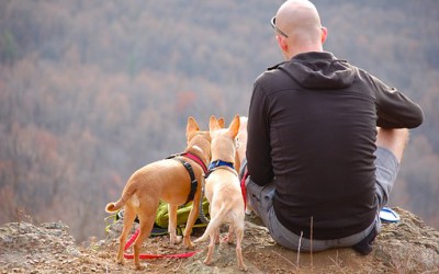 Intensivlehrgang zum Hundetrainer