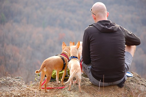 Intensivlehrgang zum Hundetrainer