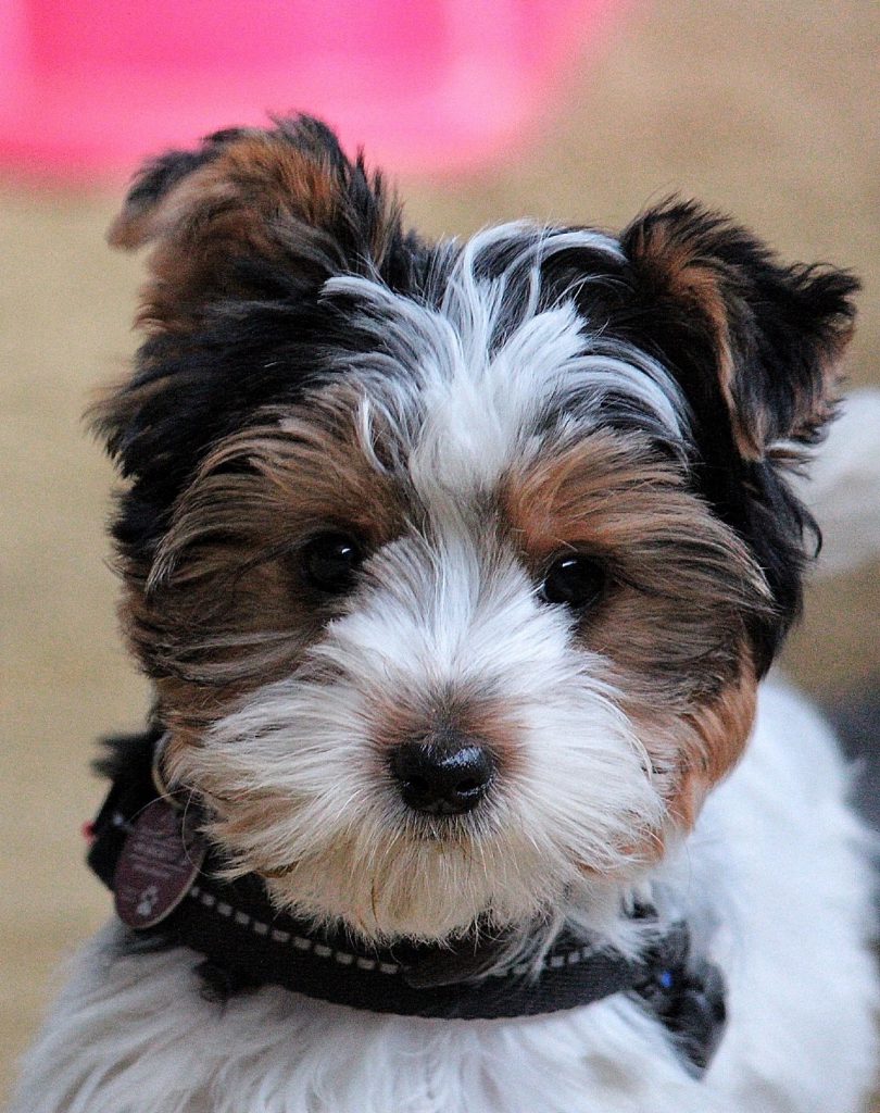 Sachkundenachweis, D.O.Q.Test 2.0 Campus4Dogs