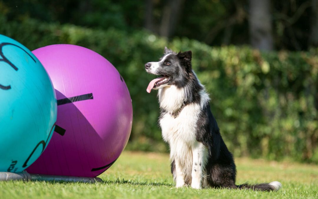 Treibball