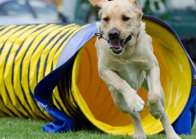 Slow-Agility für Junghunde