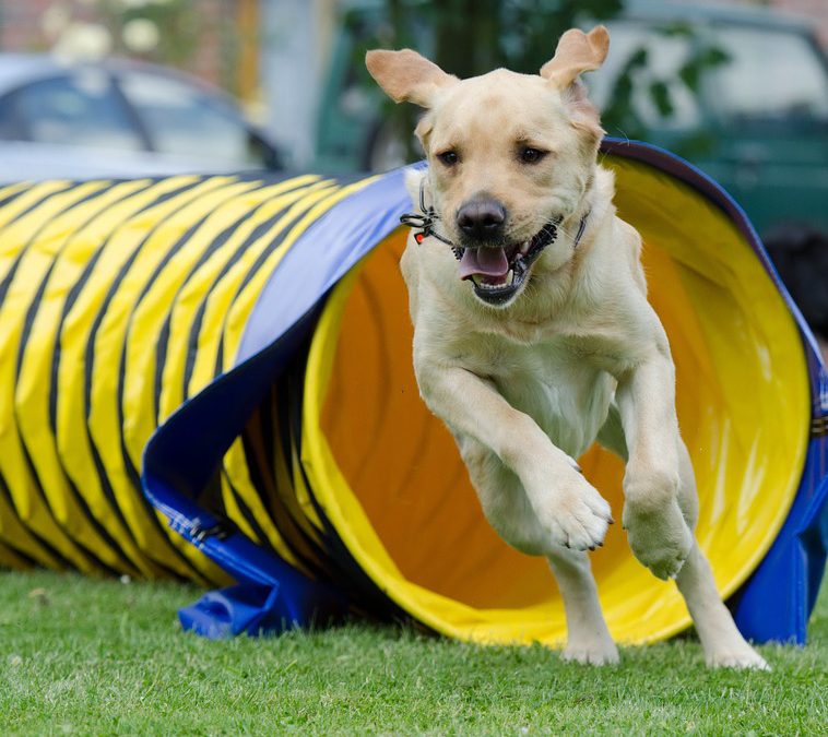 Slow-Agility für Junghunde