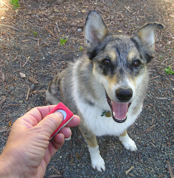 Clicker-Training