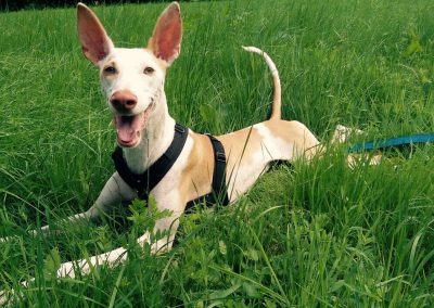 Schleppleinen- und Orientierungstraining