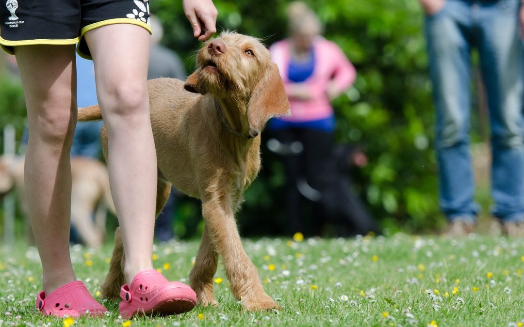 Dog Dance – Freitag 19 Uhr
