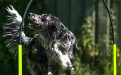 Hooper – 1 TN Platz frei