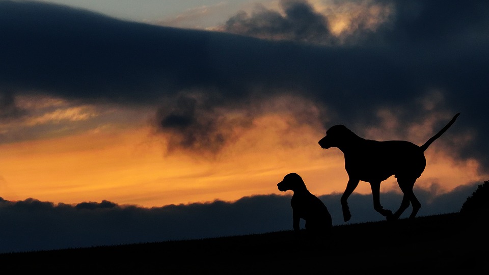 Schutz & Sicherheit für Euren Hund