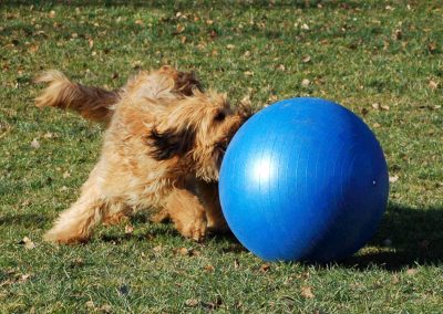 Treibball