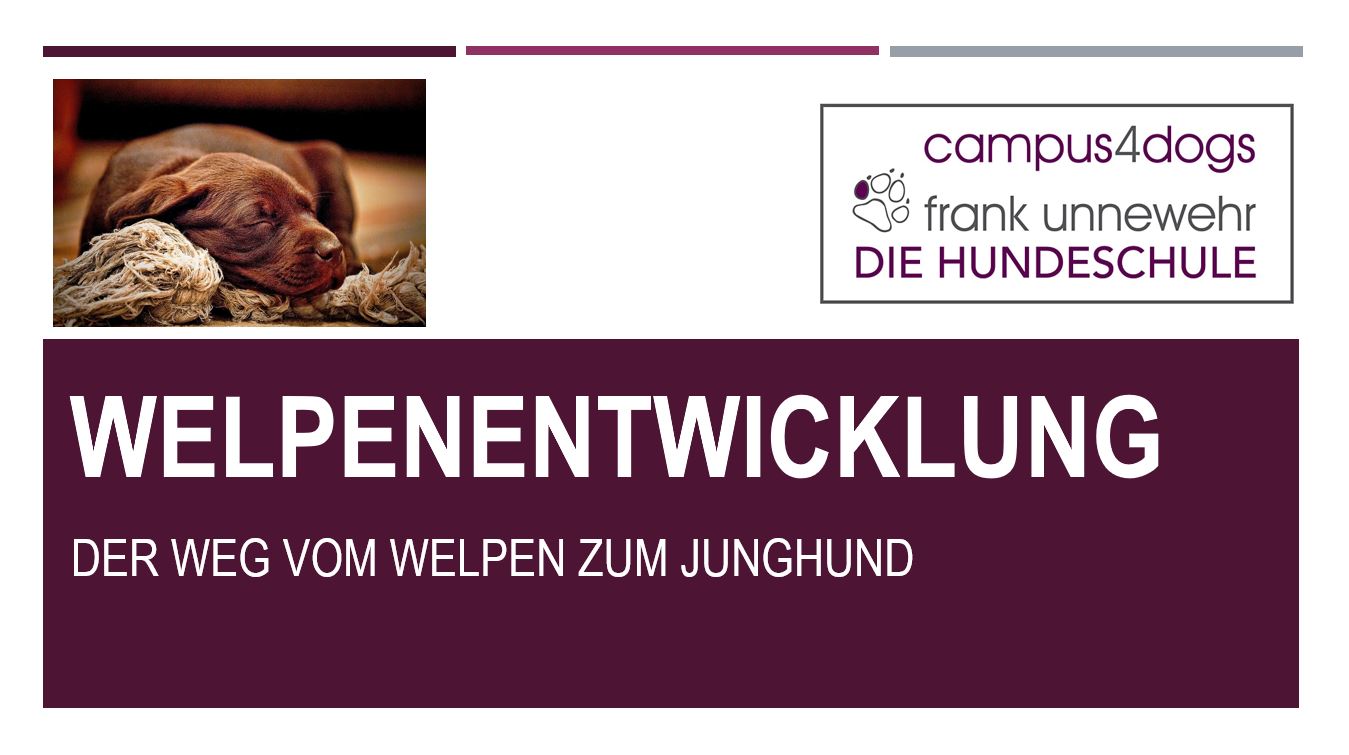 Welpenentwicklung