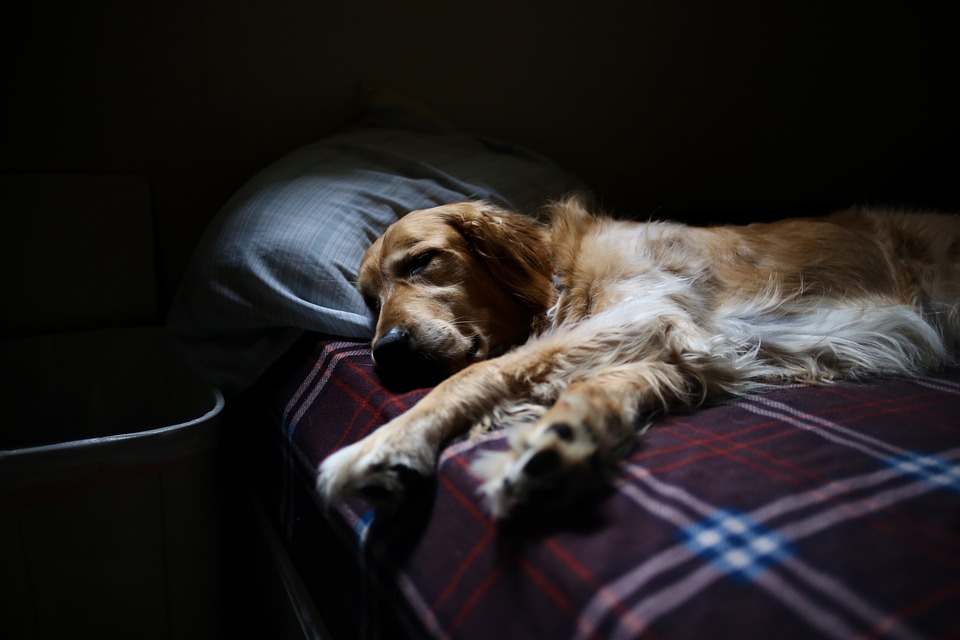 Wie viel Auslastung braucht mein Hund?