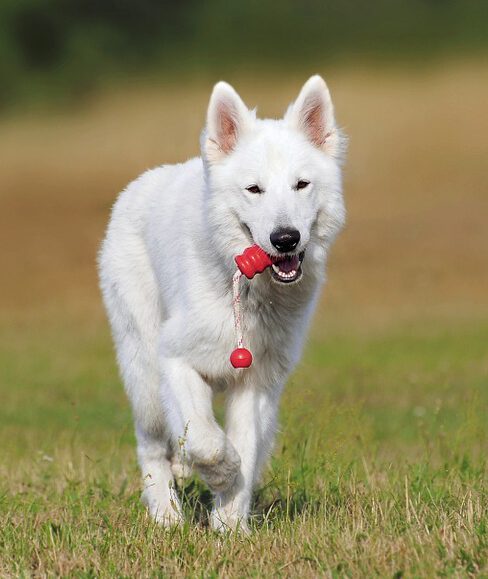 Hundebegegnungen meistern – Start: 02.08.2025