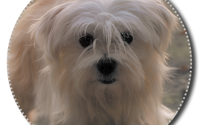 Neu im C4D – Hundefriseur