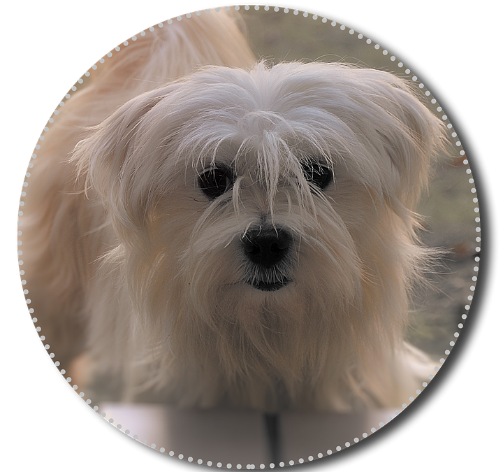 Neu im C4D – Hundefriseur