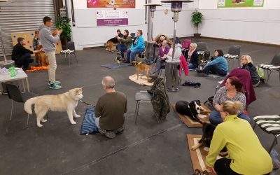 Rückblick -Massage am Hund
