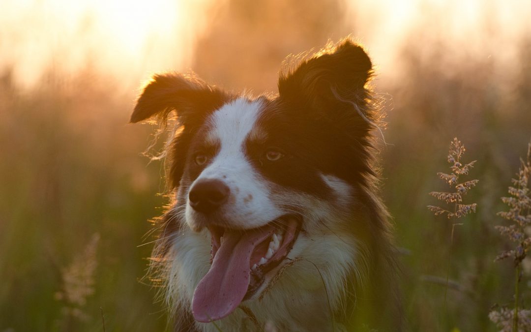 Seminar “Hibbelhunde”