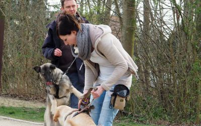 Hundebegegnungen meistern ab 17. März 2019