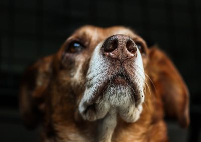 Campus4Dogs und Tierschutz
