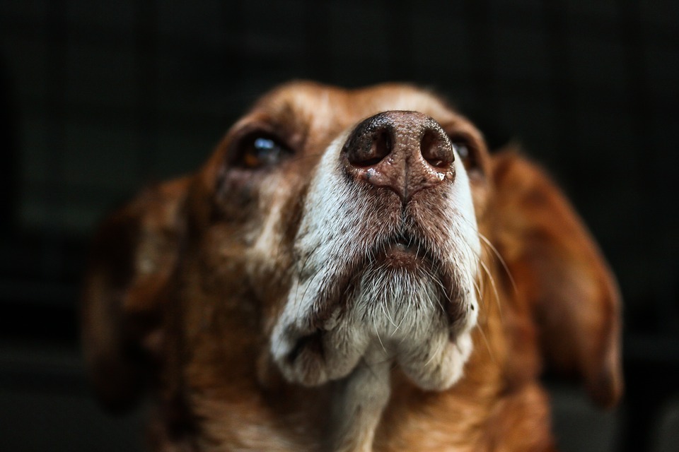 Campus4Dogs und Tierschutz