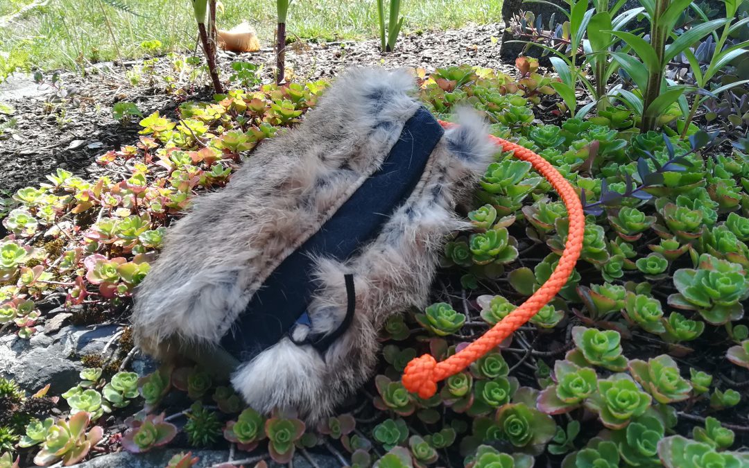 Futterbeutel-Training ab 09. August 2019