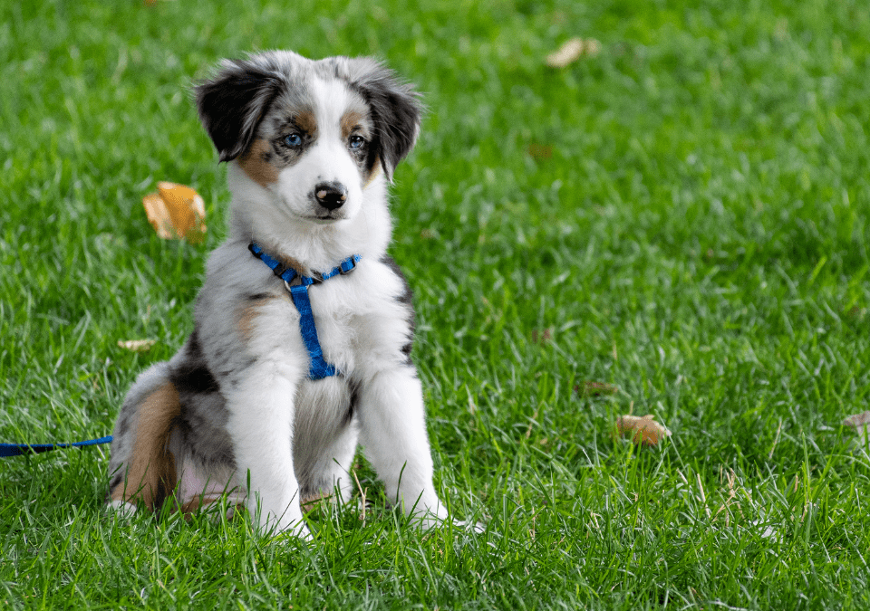 Welpentreff im Campus4Dogs