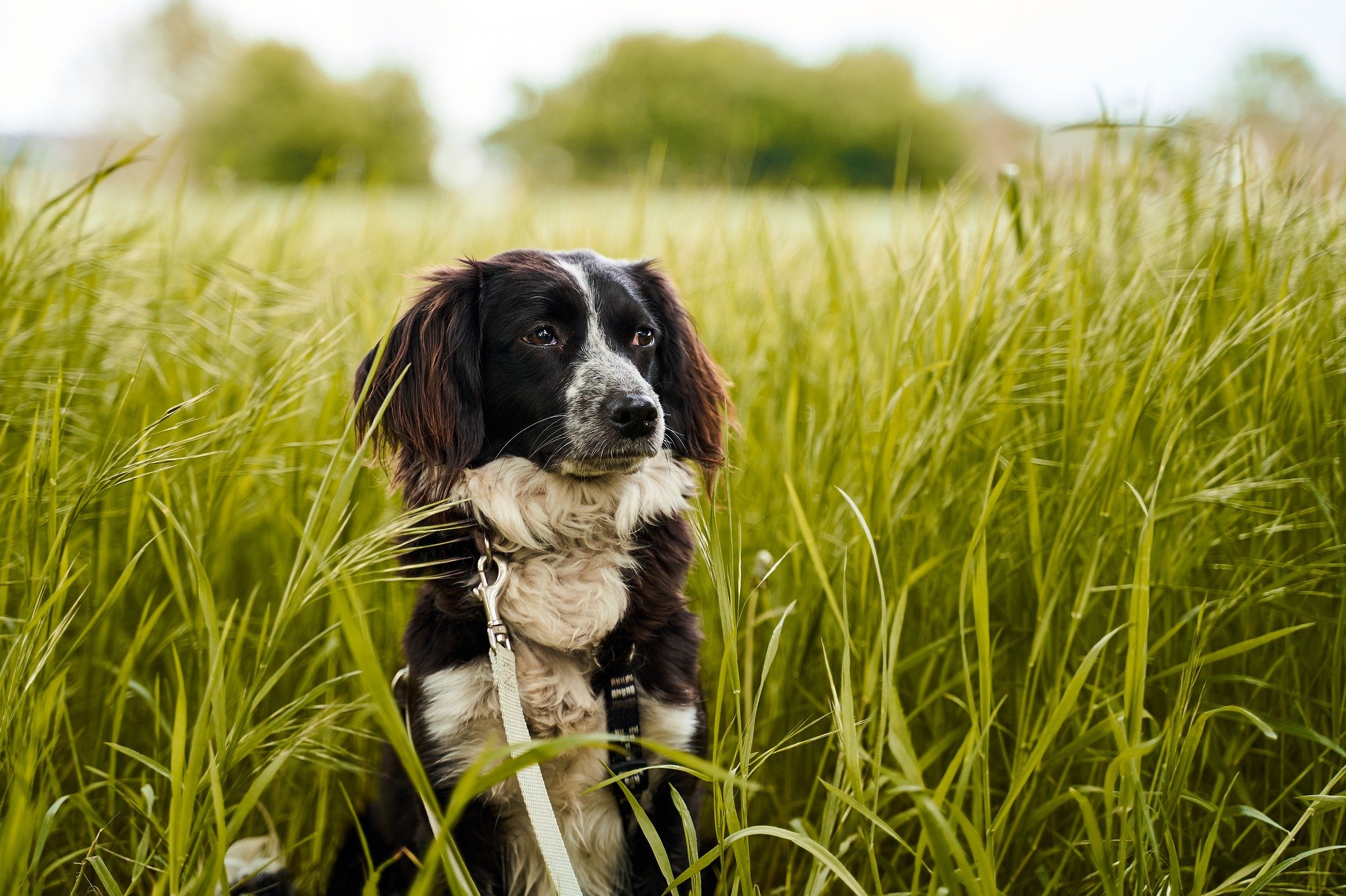 dog-4310597_1920