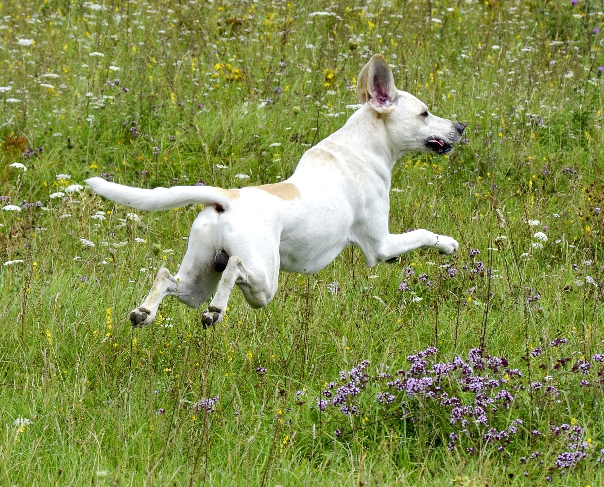 dog-g75a6523c7_1920
