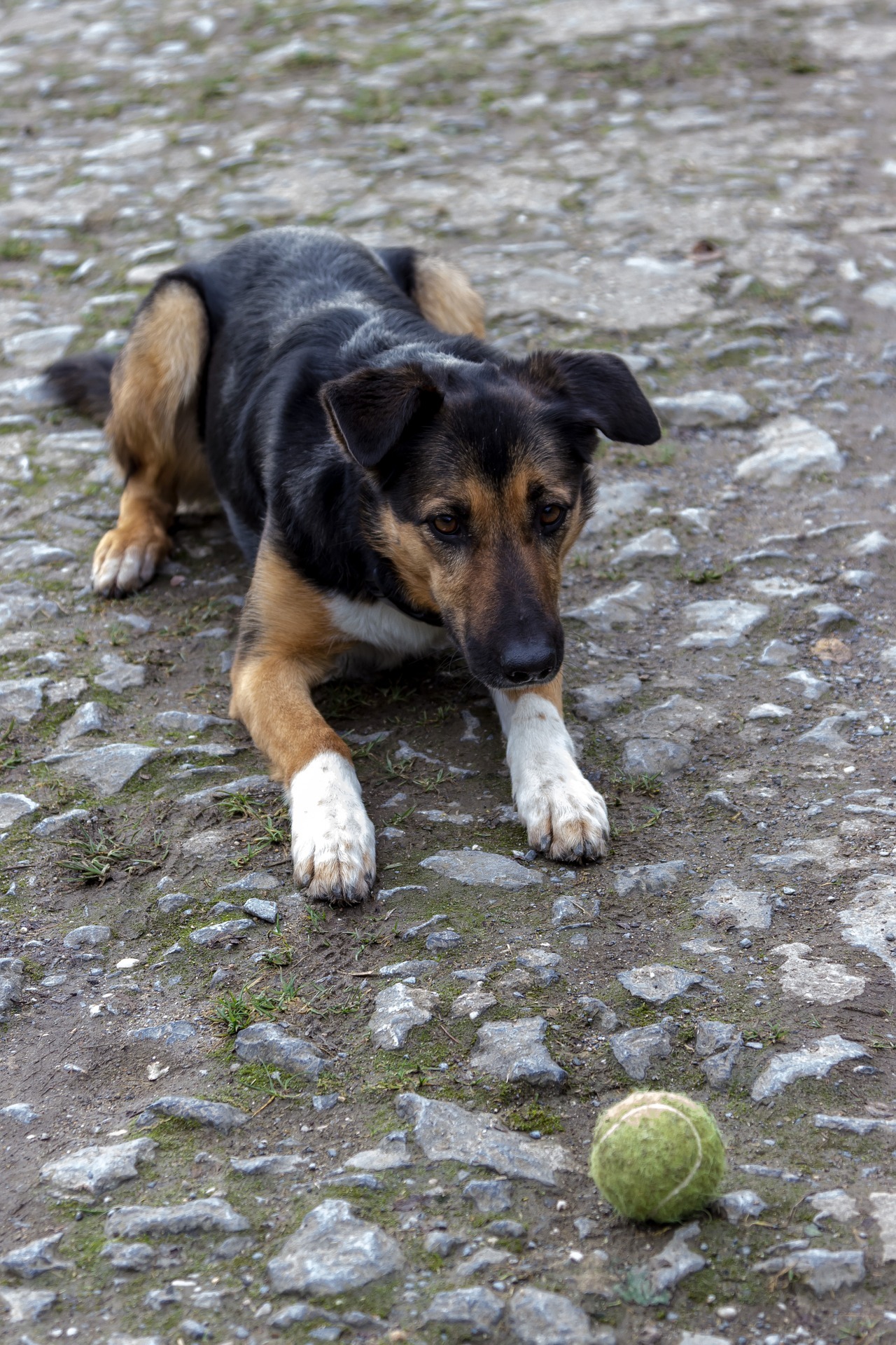 dog-gc440ff536_1920