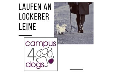 Laufen an lockerer Leine – Start am 26.05.2024