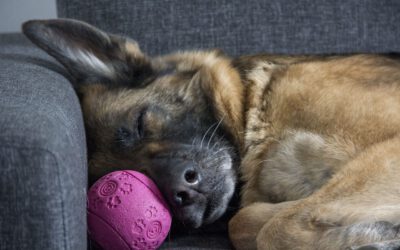 Ein Teilnehmer Platz FREI – Entspannter Hund