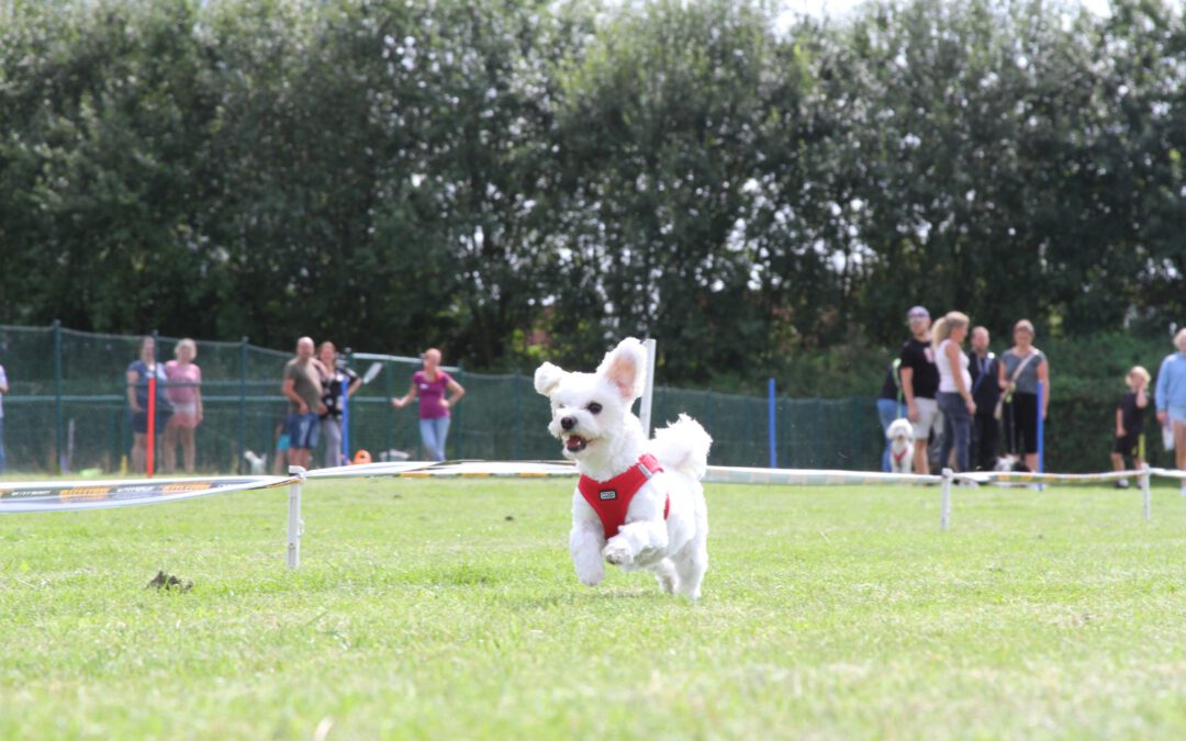 MINI Dogs – klein an Größe, groß im Können