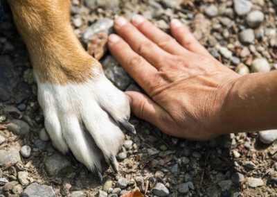 Campus4Dogs – Die Hundeschule hilft!