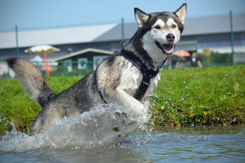Campus4Dogs Wasserfreude Campus4Dogs Wasserfreude