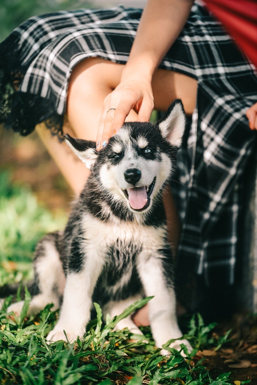 dog-7691238_1280