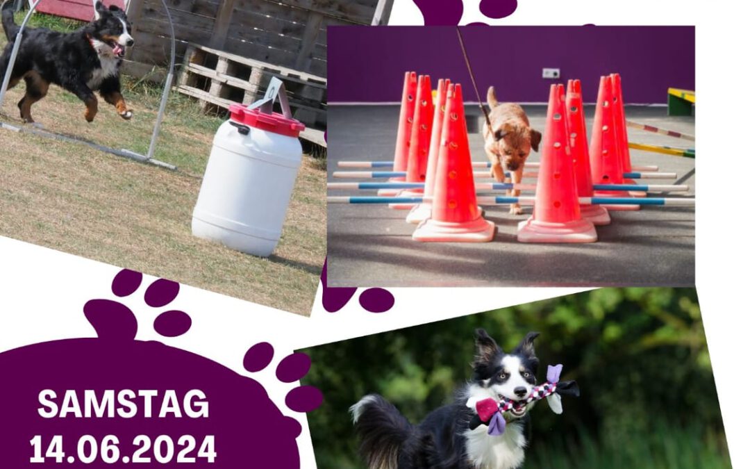 Workshop-Nachmittag in der Hundeschule: Crossdogging erleben!