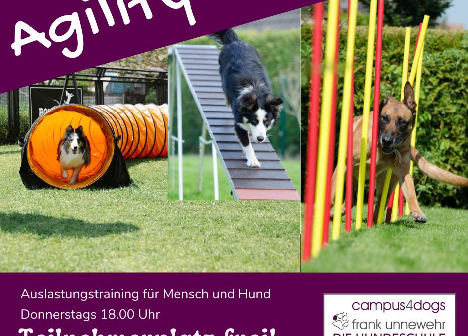 Agility bei Campus4Dogs – Bewegung, Bindung & Spaß im Team