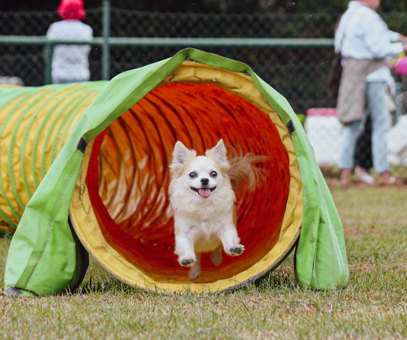 Hund in einem Gelben Tunnel