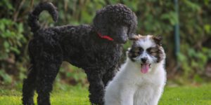 Campus4Dogs - Die Hundeschule