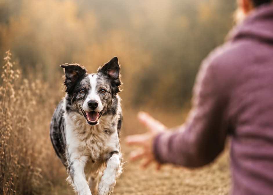 Rückruf-Training am 17.11.2026 um 18:30 Uhr