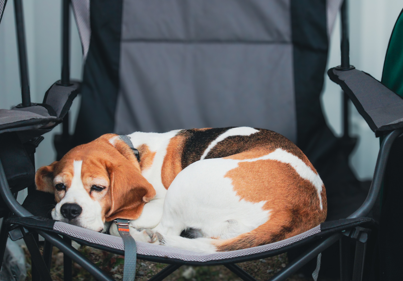 Campus4Dogs Die Hundeschule in Bad Laer (174) Ein Beagel liegt auf einem Stuhl - schlafend