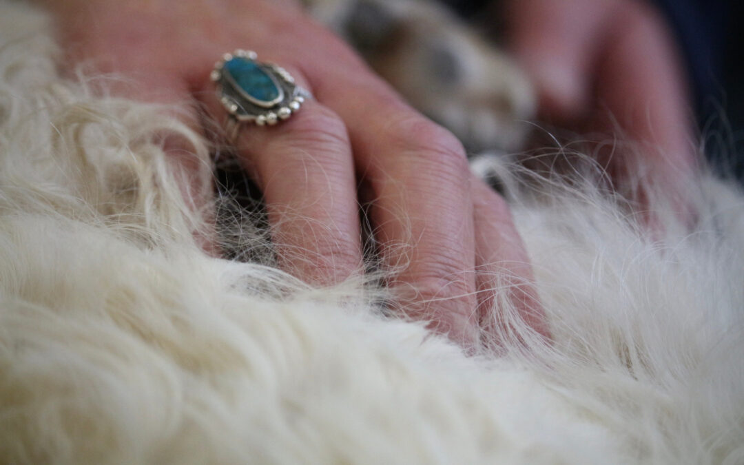 TT Touch Workshop – Tellington TTouch® erleben & verstehen – am 14.03.2026