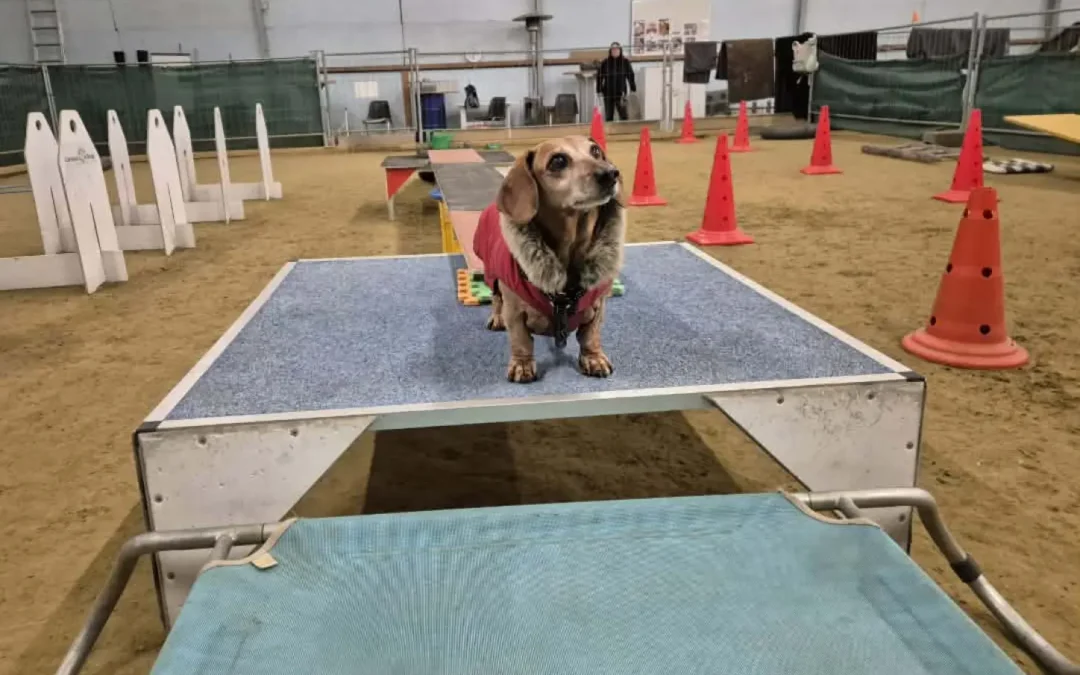 MINI Dogs – klein an Größe, groß im Können