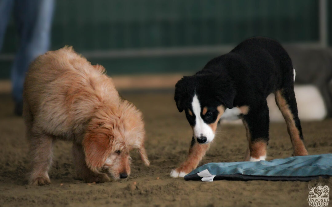 Welpenthemenabend am 21.05.2026